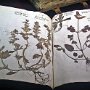           Herbarium  